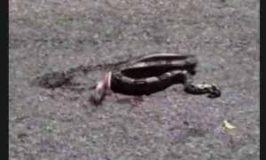 Denuncian otro caso de maltrato animal contra una boa en Isla Dorada