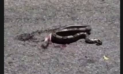 Denuncian otro caso de maltrato animal contra una boa en Isla Dorada