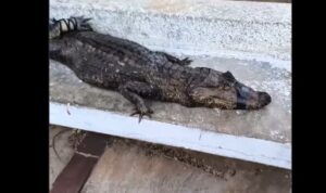 Recuperan y limpian a caimán contaminado con petróleo en Isla Dorada