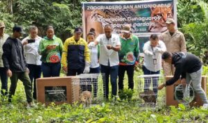 Liberan a los cunaguaros Flecha y Narito en reserva ecológica de Portuguesa