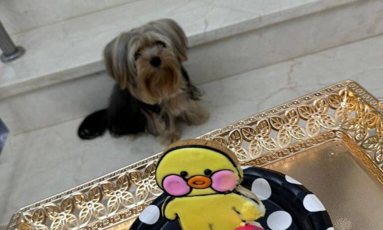 Reaparece “Galleta”, el perro de apoyo de niño con autismo: lo habrían robado