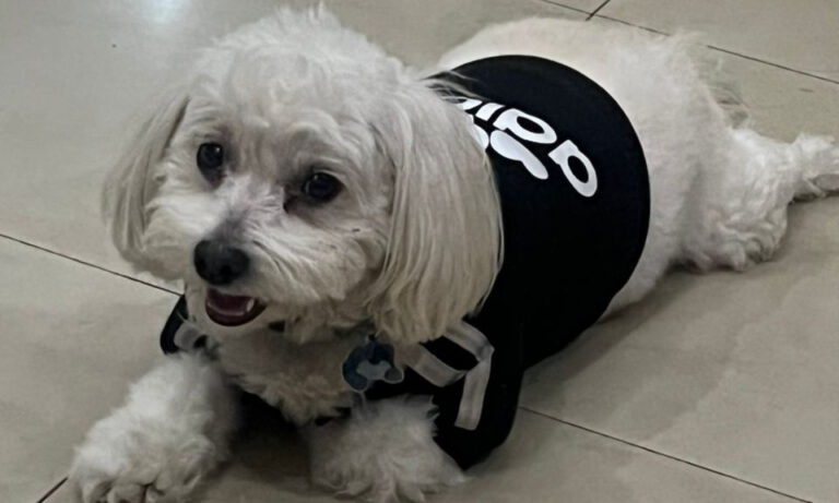 Está extraviado “Simba”, un poodle macho de 7 años que vive en Monte Bello