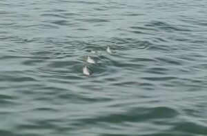 Avistan una manada de toninas en el Lago de Maracaibo