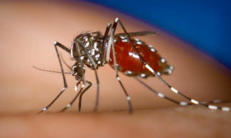 Alertan posible aumento de chikungunya en el país por lluvias