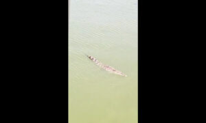 Captan a cocodrilo nadando en el Lago de Maracaibo: “¡Está chiquito!”