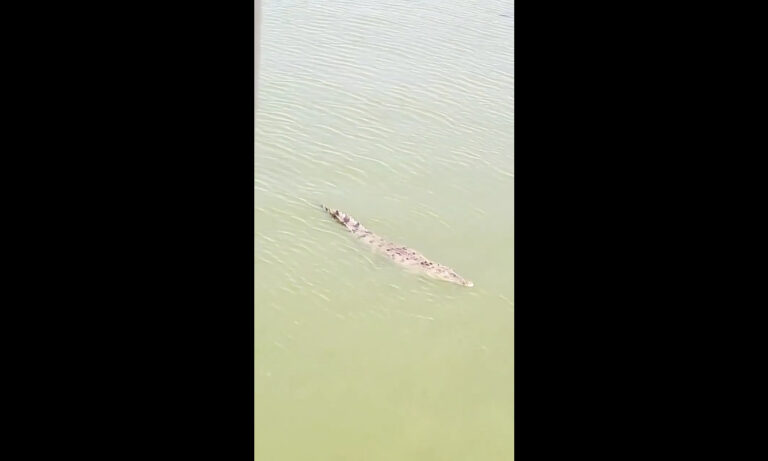 Captan a cocodrilo nadando en el Lago de Maracaibo: “¡Está chiquito!”