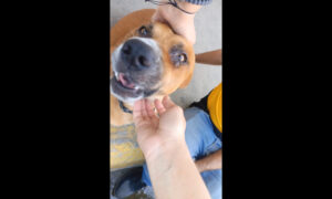 Visitan al perrito “gerente” de Traki Cima: Se llama “Genyerbet Santos Aveiro”
