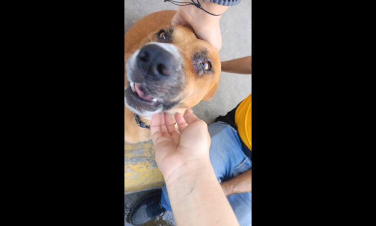 Visitan al perrito “gerente” de Traki Cima: Se llama “Genyerbet Santos Aveiro”