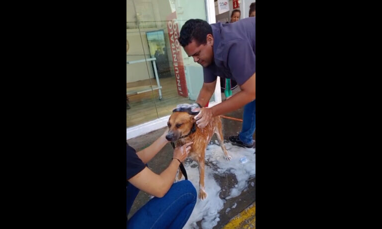 Empleados bañan a “Genyerbet”, el “perrito gerente” de Traki Cima