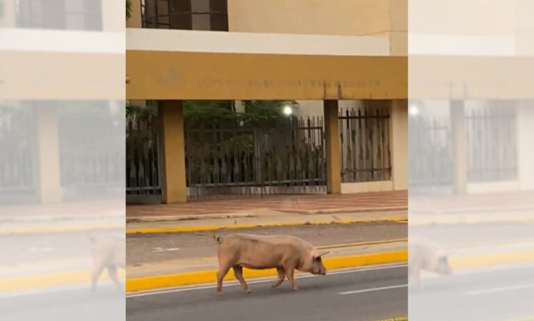 Viralizan video de cerdito paseando por la Vereda del Lago