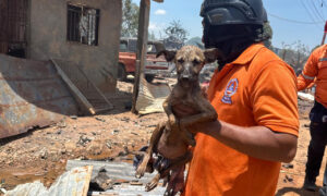Fundaciones atienden a los animalitos tras estallido en Zona Industrial