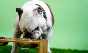 ¿Qué factores clave debes tener en cuenta para elegir la comida de tus mascotas?