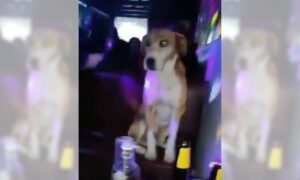 Viralizan video de “firulais” robándose el show en fiesta nocturna