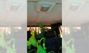 Marabina burlona compra “un vivero” y lo lleva en el carro de su hijo