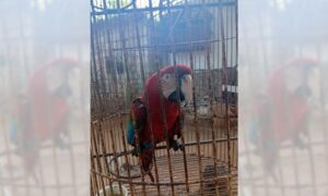 Bomberos rescatan a guacamaya víctima de explosión en San Francisco