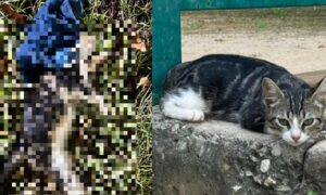 Envenenan a gatita comunitaria en Villa Delicias y exigen justicia