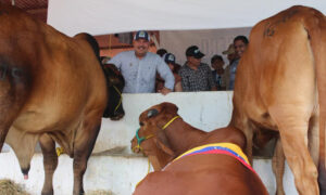 Caldera: La Feria Ganadera de Rosario de Perijá es una muestra de la Venezuela potencia