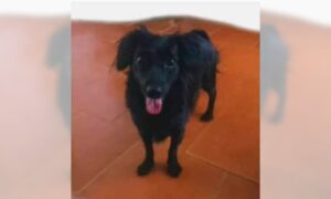 Buscan a “Cendy”, cocker con poodle negra extraviada en el barrio Raúl Leoni