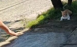 Gato se hace viral por sus travesuras sobre el cemento fresco