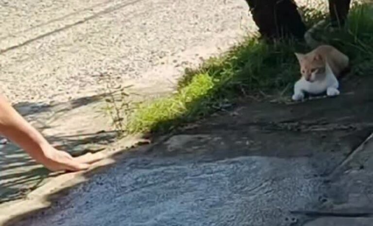 Gato se hace viral por sus travesuras sobre el cemento fresco