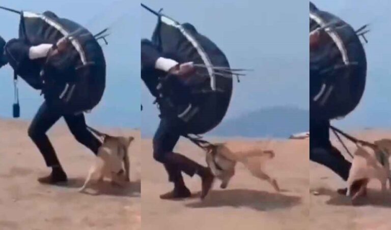 Parapentista obliga a su perro a saltar y desata indignación en redes