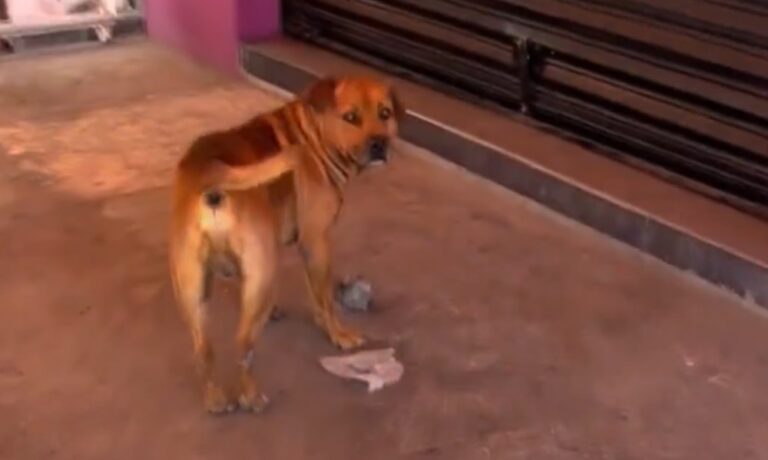 Smashito “paga” hamburguesas con piedras