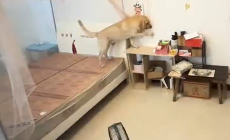 Singular hábito de dormir de perro se vuelve viral