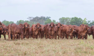 Zulia, Táchira y Guárico recibirán 4.500 bovinos desde Colombia