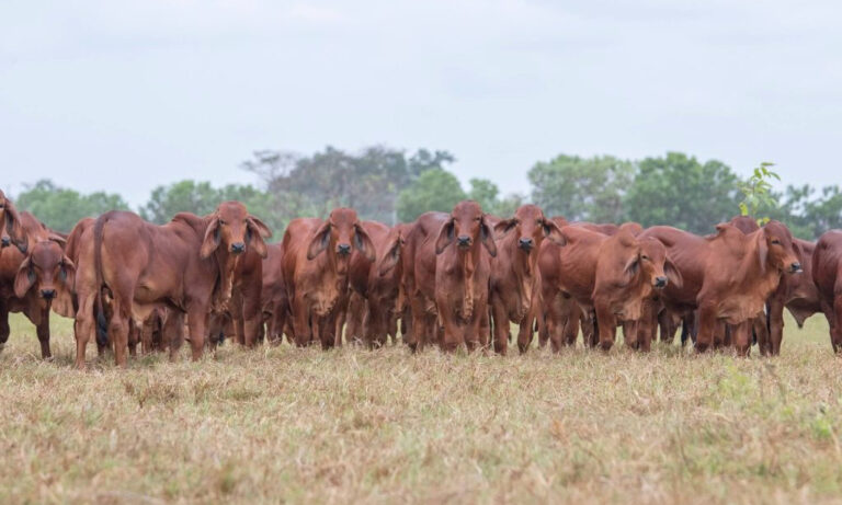 Zulia, Táchira y Guárico recibirán 4.500 bovinos desde Colombia