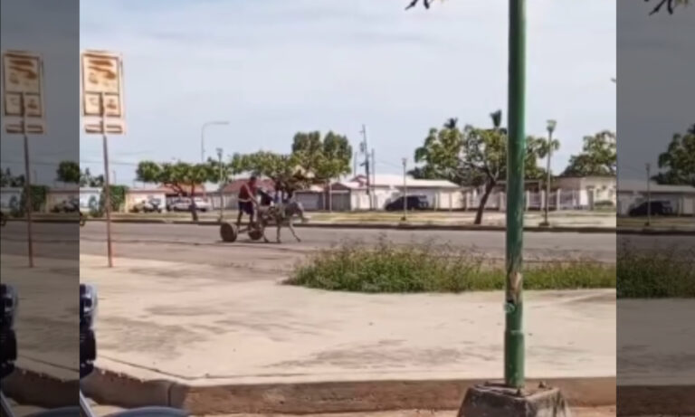 Difunden que Máximo Décimo Meridio reencarnó en La Cañada de Urdaneta