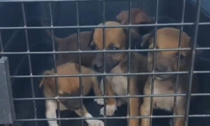 Rescatan a 4 cachorritos que fueron abandonados frente al Universitario