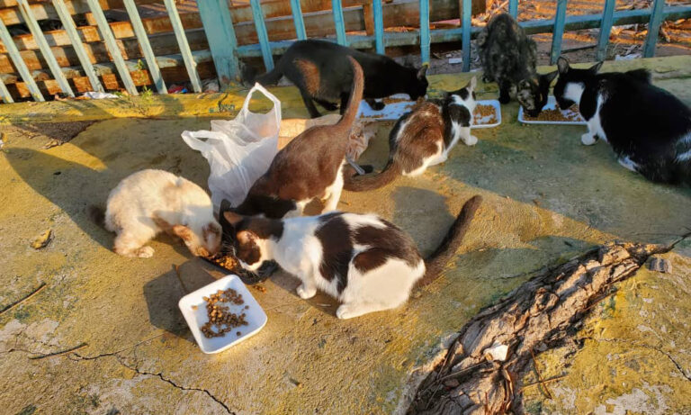 Denuncian maltrato, amenazas y envenenamiento de gatos en El Varillal