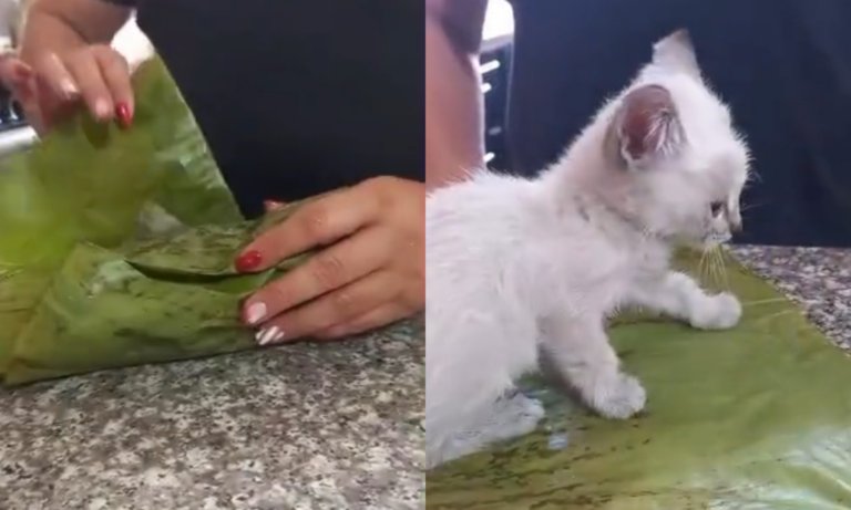 Se viraliza la insólita versión del plato nacional decembrino: la halla-cat