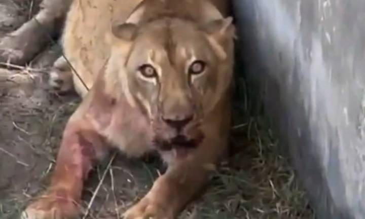 Muere tras invadir recinto de leona en zoológico en Brasil