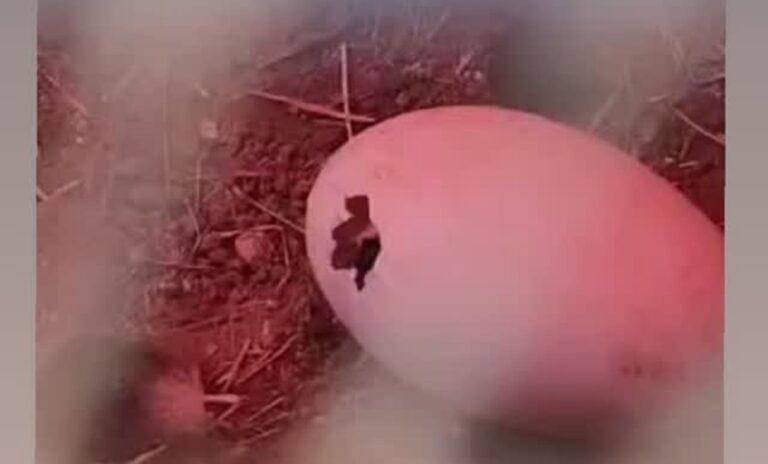 Nace en Mérida ejemplar de cóndor andino, especie en extinción