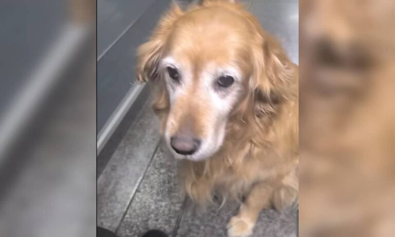 Perrita enternece las redes en su último servicio en empresa de seguridad