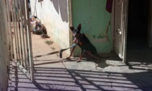 Promete darle “calidad de vida” a su perro tras tenerlo amarrado bajo el sol