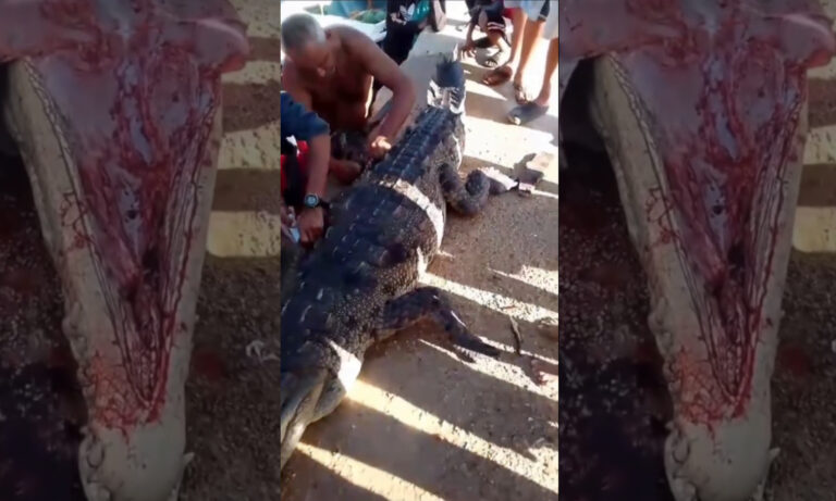 Hallan muerto a “caimán de la costa” en Isla de Toas: pescadores “aprovechan” la carne