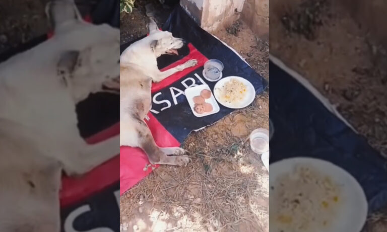 Rescatan a perrita en “estado crítico” tras arrollamiento en Canchancha