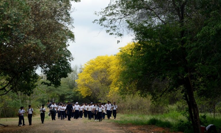 Floración “parcial” de curarires en el Jardín Botánico será hasta el domingo