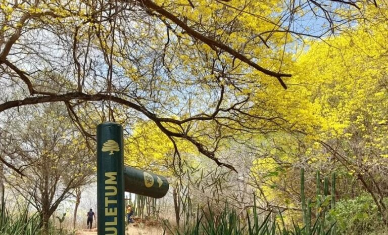 Floración “parcial” de los curarires en el Jardín Botánico se extenderá hasta este martes