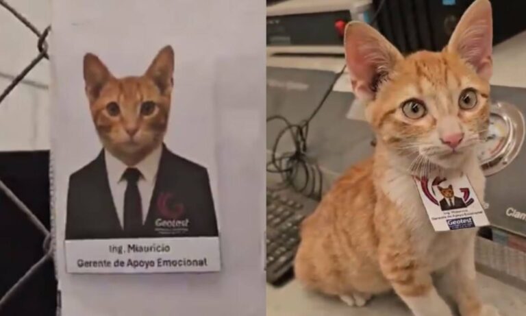El “ingeniero Miauricio” asume la gerencia de Apoyo Emocional
