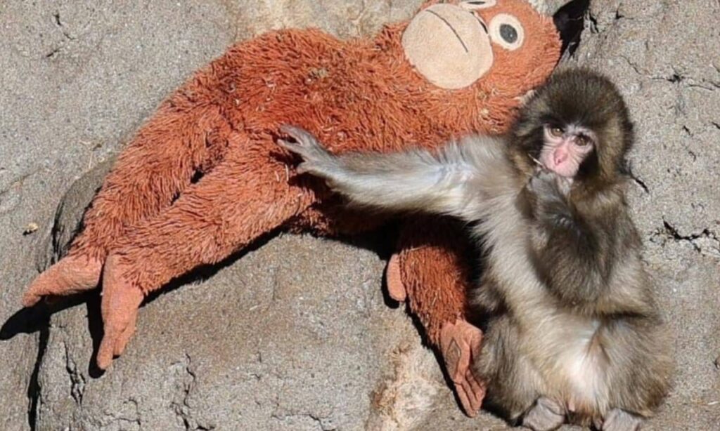 El monito Punch se entristece luego que le quitan a su “madre peluche” Lupe