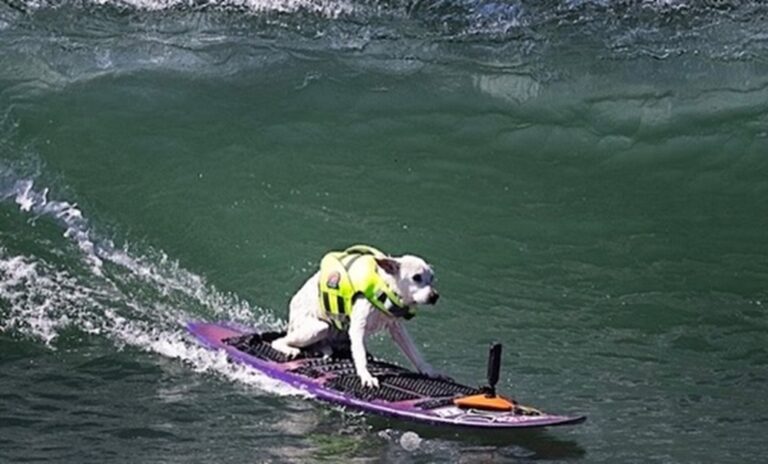 Muere Sugar, la perra surfista que fue incluida en el salón de la fama