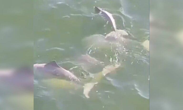 Avistan un grupo de toninas en el Lago de Maracaibo
