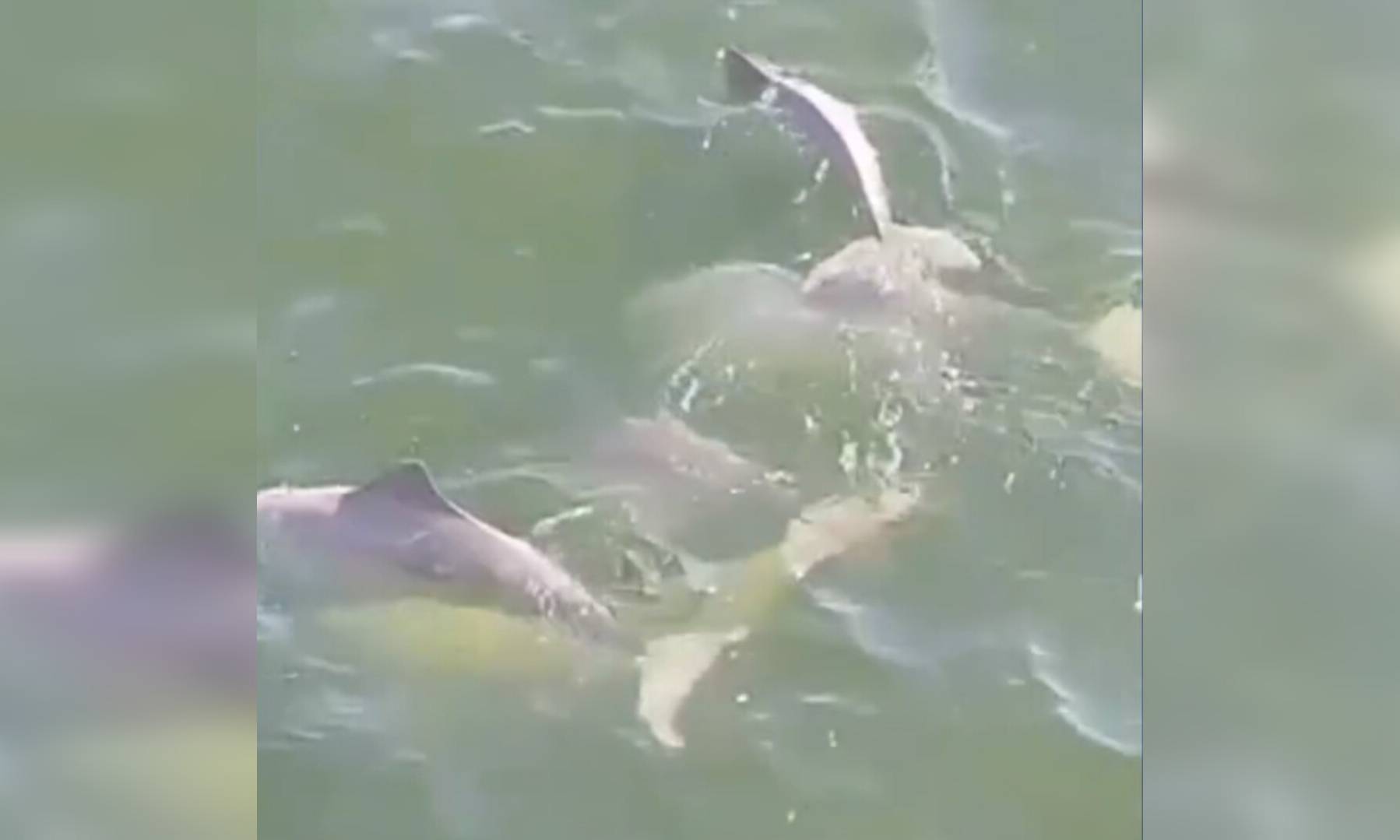 Avistan un grupo de toninas en el Lago de Maracaibo