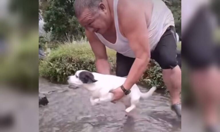 Perro se vuelve viral por “nadar” en el aire mientras su dueño lo cruza sobre riachuelo