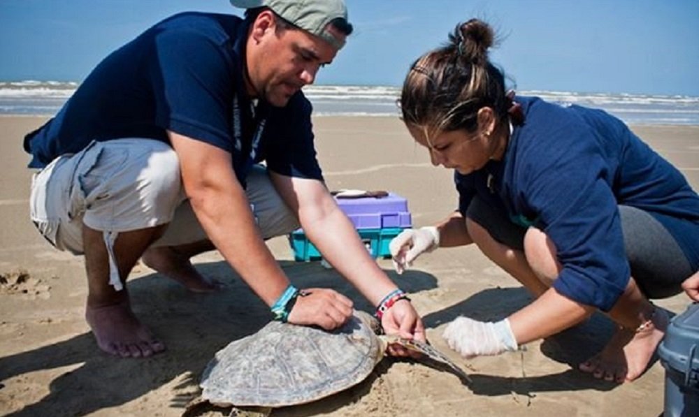 Zuliana Daniela Rojas gana premio Archie Carr por estudio de las tortugas marinas