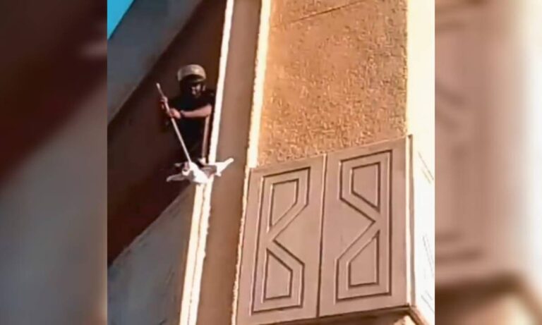 Gato salta desde 12 metros de altura cuando bomberos intentaban rescatarlo