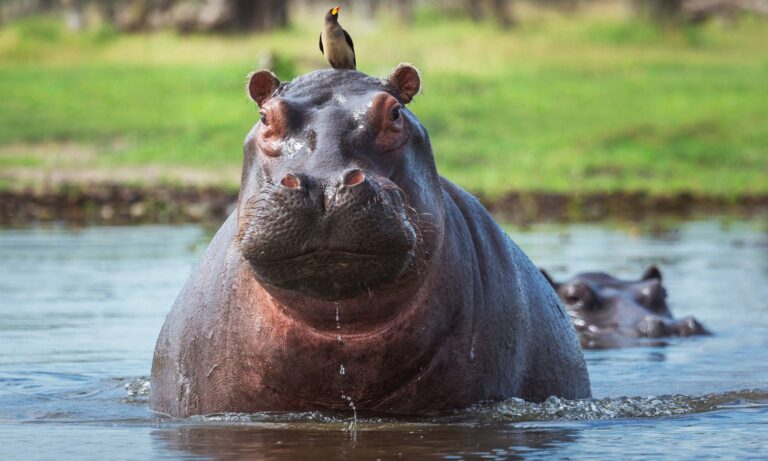 Colombia aplicará eutanasia a 80 hipopótamos de Pablo Escobar